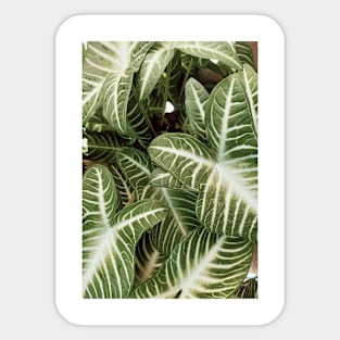 green leaves, plant, plant lover Sticker